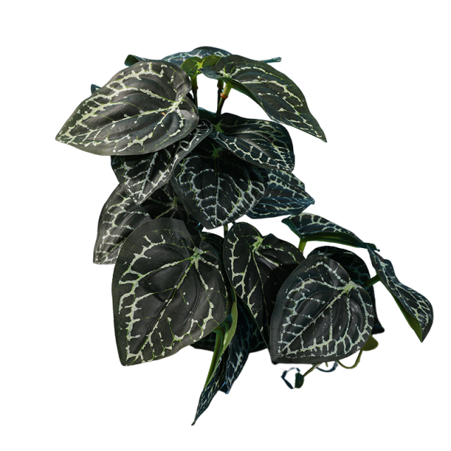 Reptile Habitat Plants for Easy Decoration and Enrichment