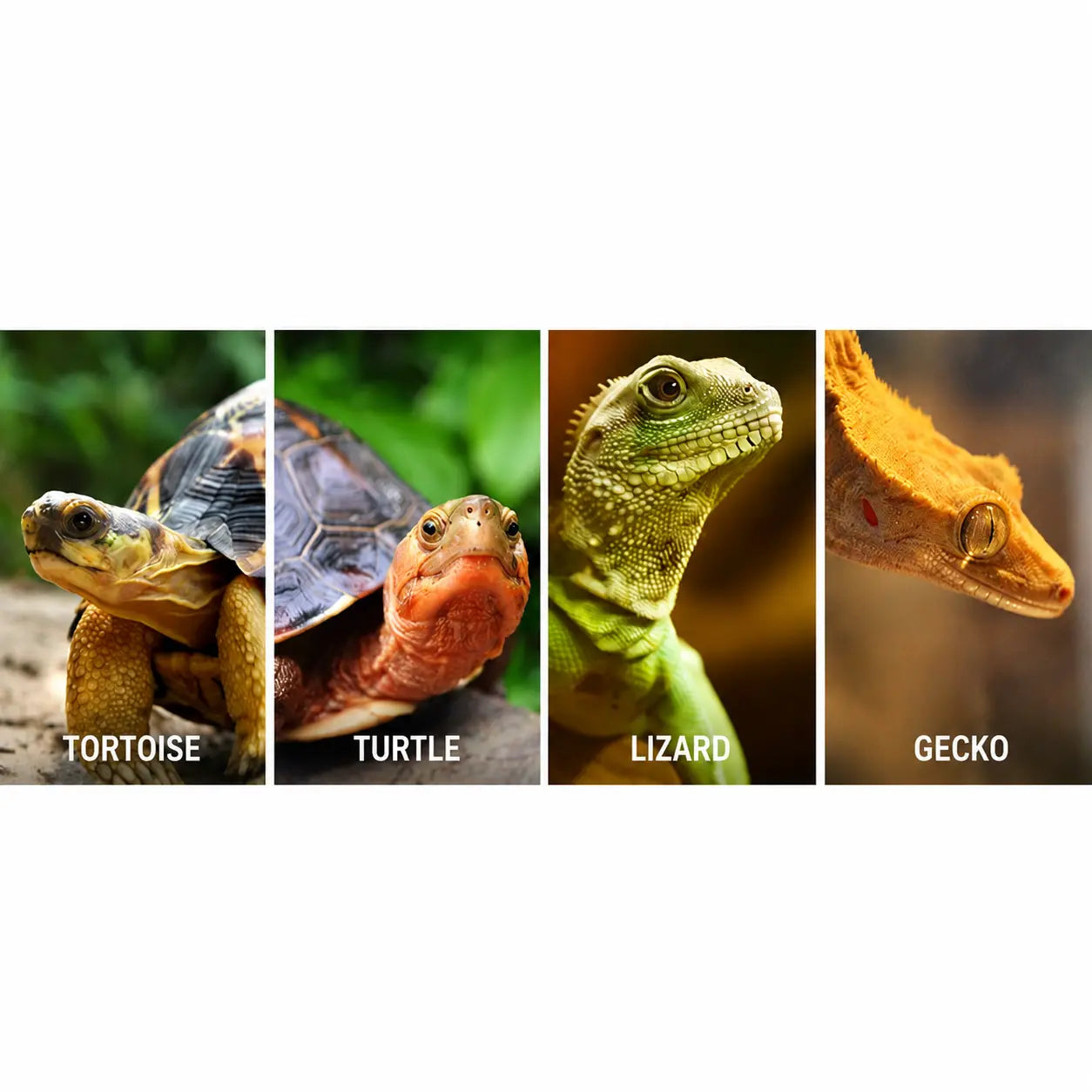 Reptile Lamp Holder for UVB Heat Bulb and Efficient Basking