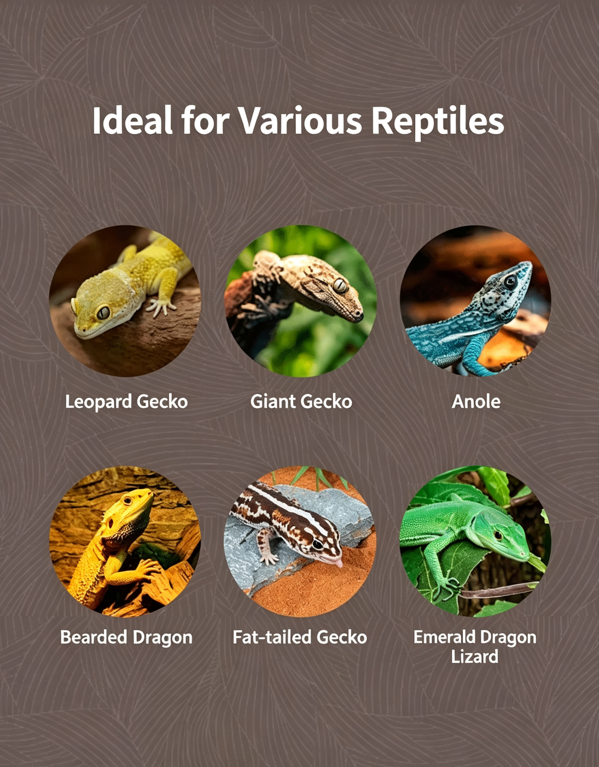 RTHabitat Calcium Plastic Reptile Terrarium Sliding Glass Doors