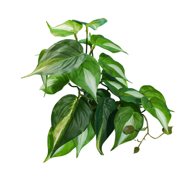 Reptile Habitat Plants for Easy Decoration and Enrichment
