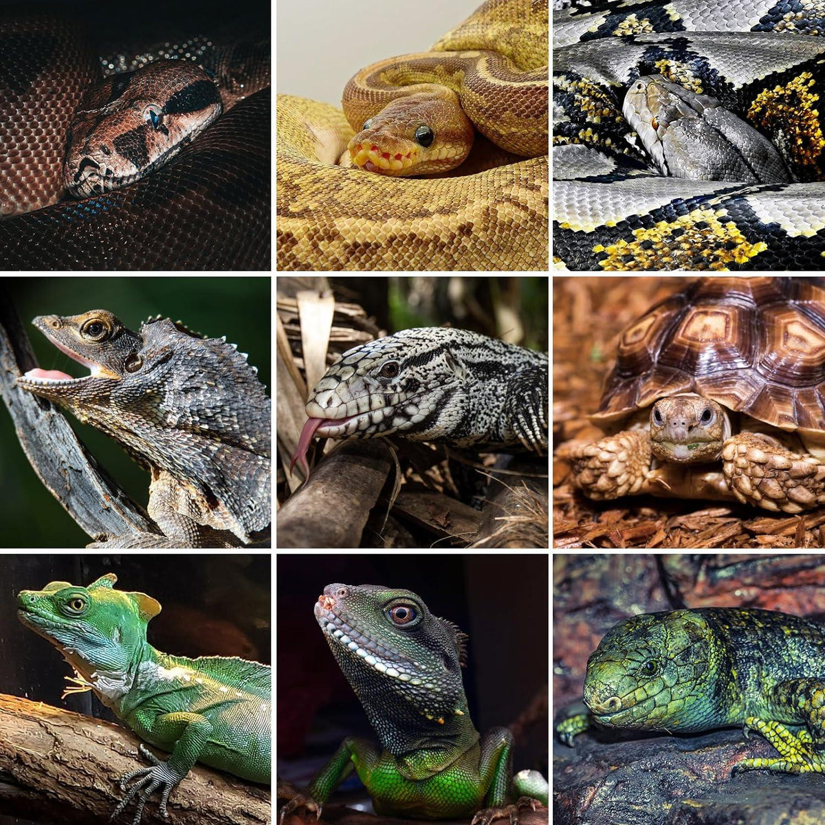 34-120 Gallon PVC Reptile Enclosure Choices for Reptile Pets