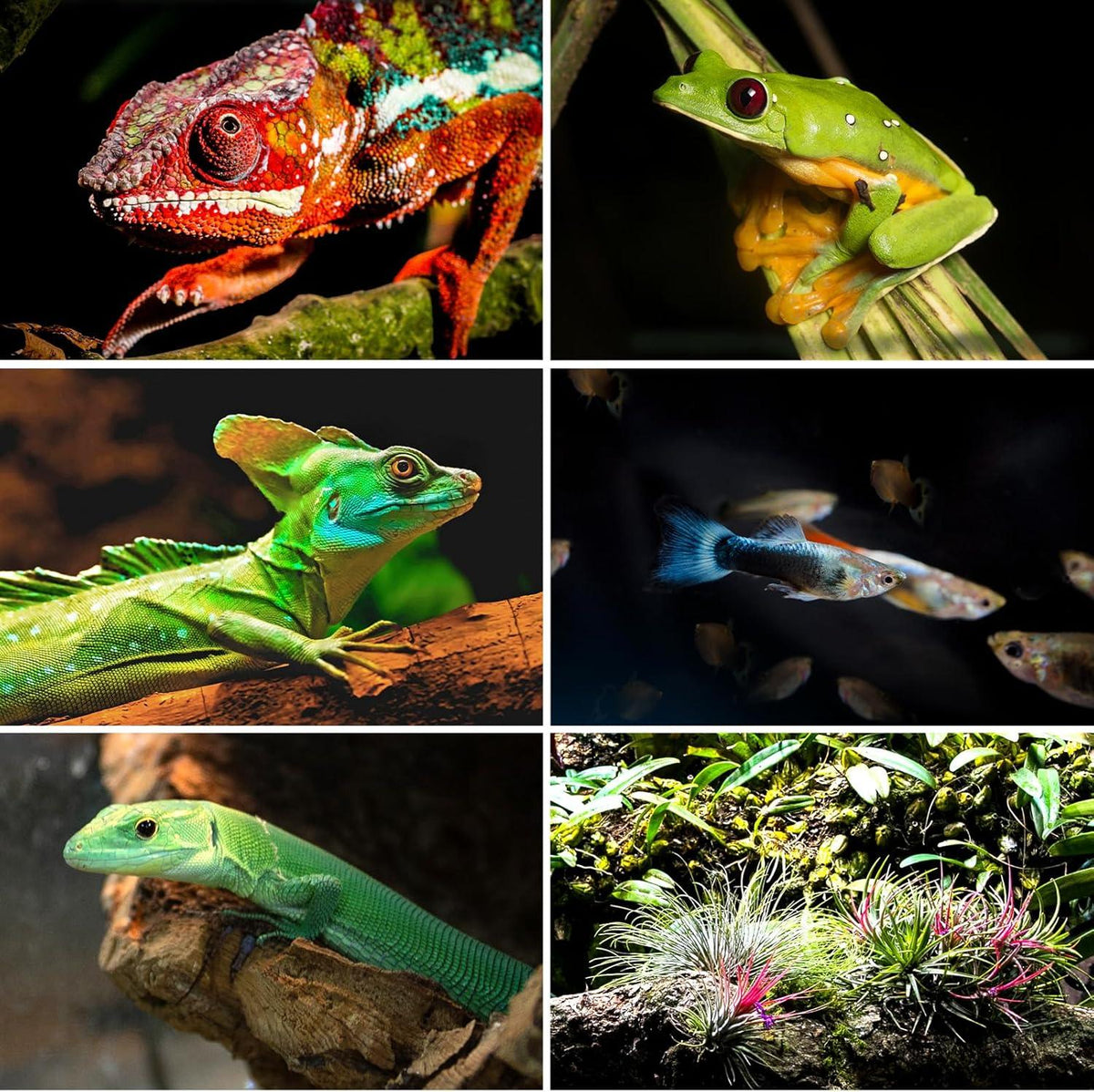 9/15 Extra Large Tall Reptile Tank 36x18x36inch 100 Gallon with Mesh for Chameleon Arboreal Lizard Frog, Water-Land Turtle Tortoise Aqua Tank with Drainage Pipe