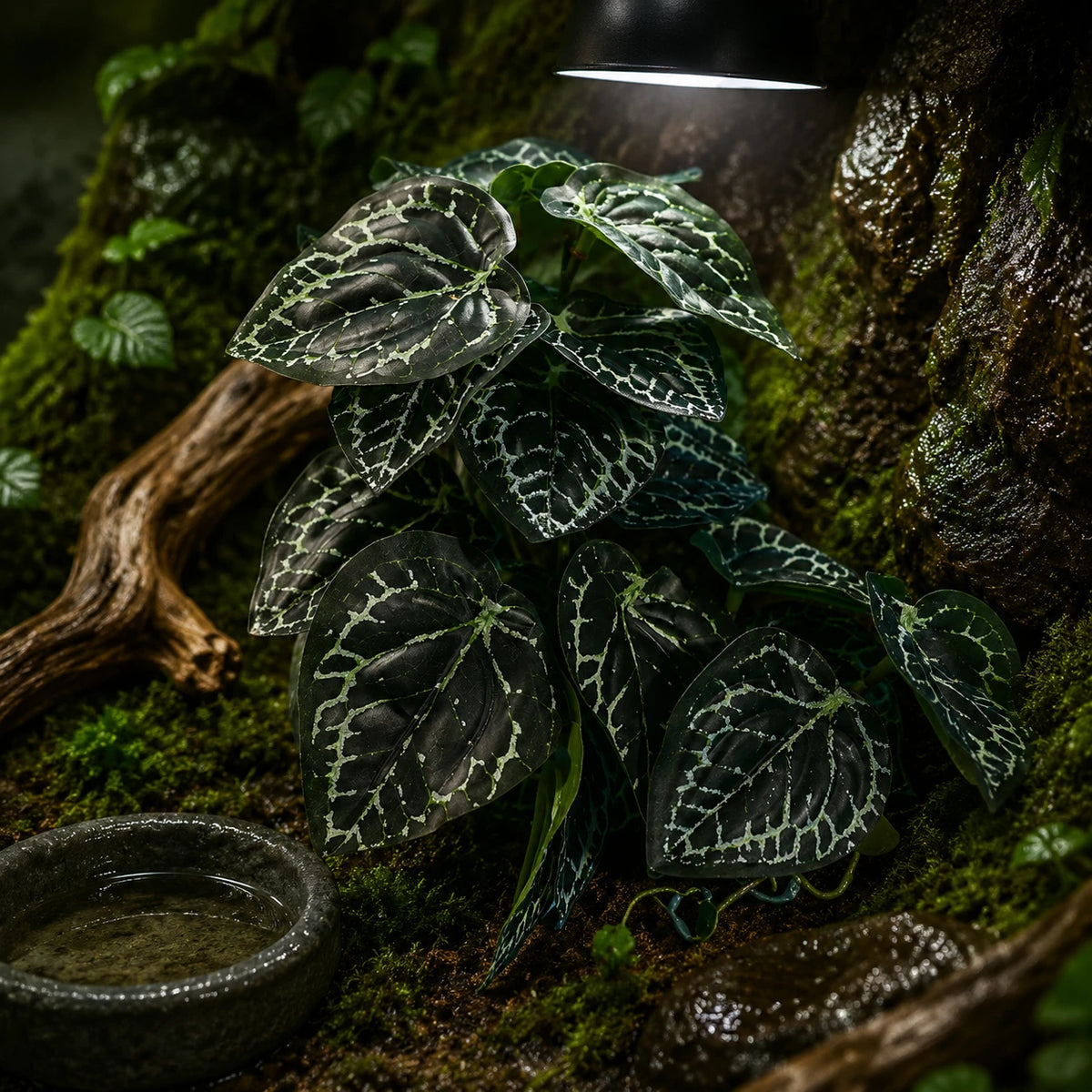 Reptile Habitat Plants for Easy Decoration and Enrichment