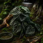 Reptile Habitat Plants for Easy Decoration and Enrichment