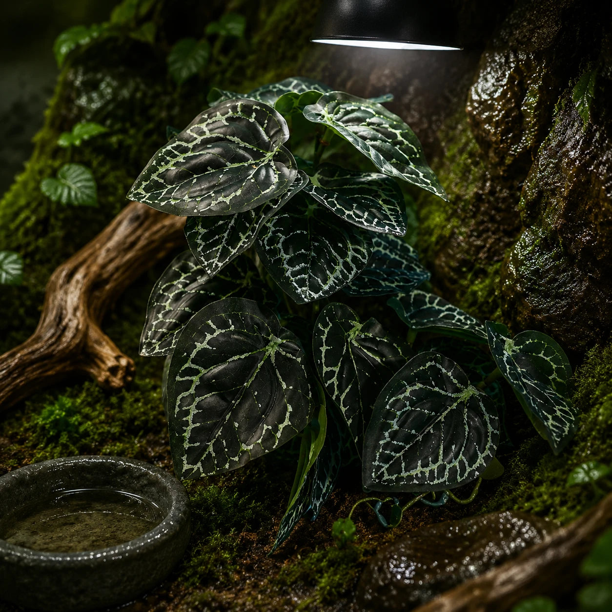 Reptile Habitat Plants for Easy Decoration and Enrichment