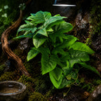 Reptile Habitat Plants for Easy Decoration and Enrichment