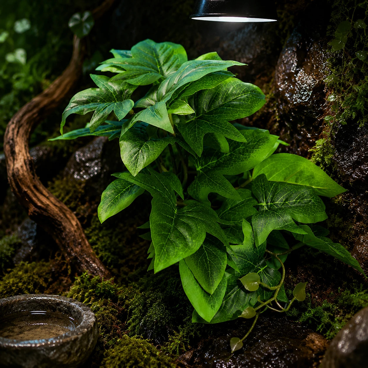 Reptile Habitat Plants for Easy Decoration and Enrichment