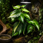 Reptile Habitat Plants for Easy Decoration and Enrichment