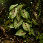 Reptile Habitat Plants for Easy Decoration and Enrichment